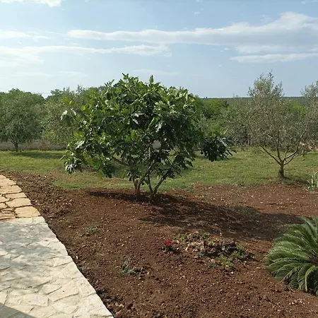 Villa New 2023 Tree Of Life *
