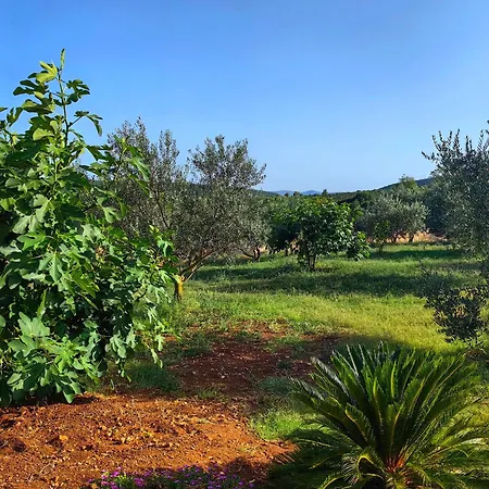 New 2023 Tree Of Life Villa Sveti Petar (Zadar)