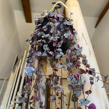 Villa New 2023 Tree Of Life *