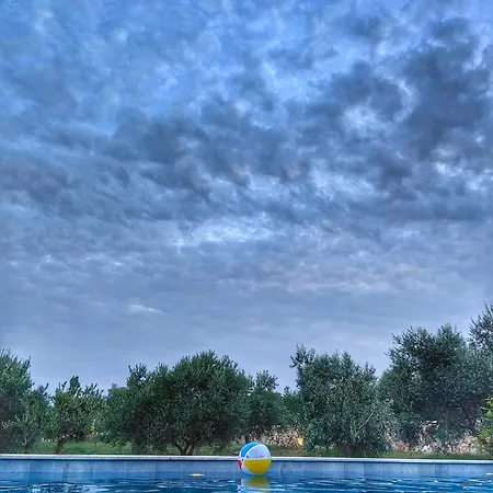 New 2023 Tree Of Life * Sveti Petar (Zadar)