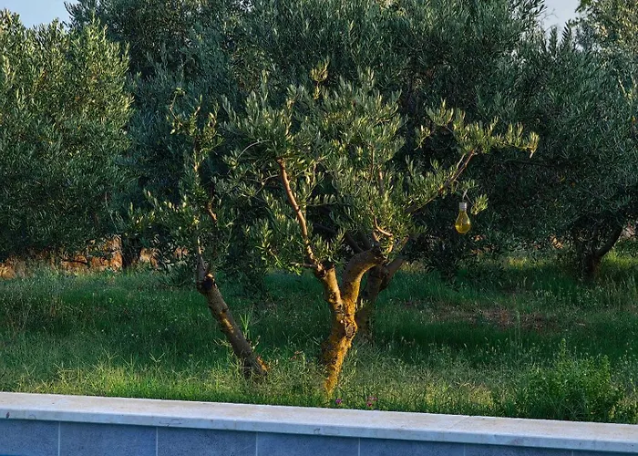 New 2023 Tree Of Life فيلة *