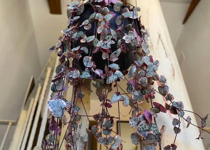 Villa New 2023 Tree Of Life *